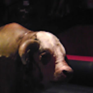 Meet your Posher, Xavier